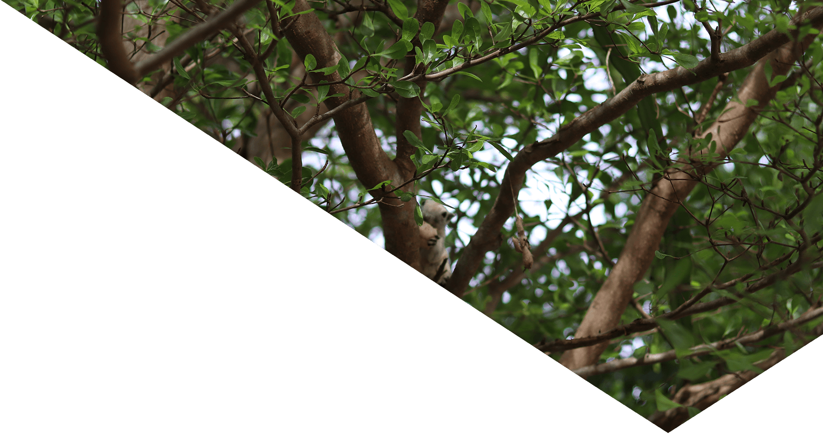 Image showing a close-up of a tree