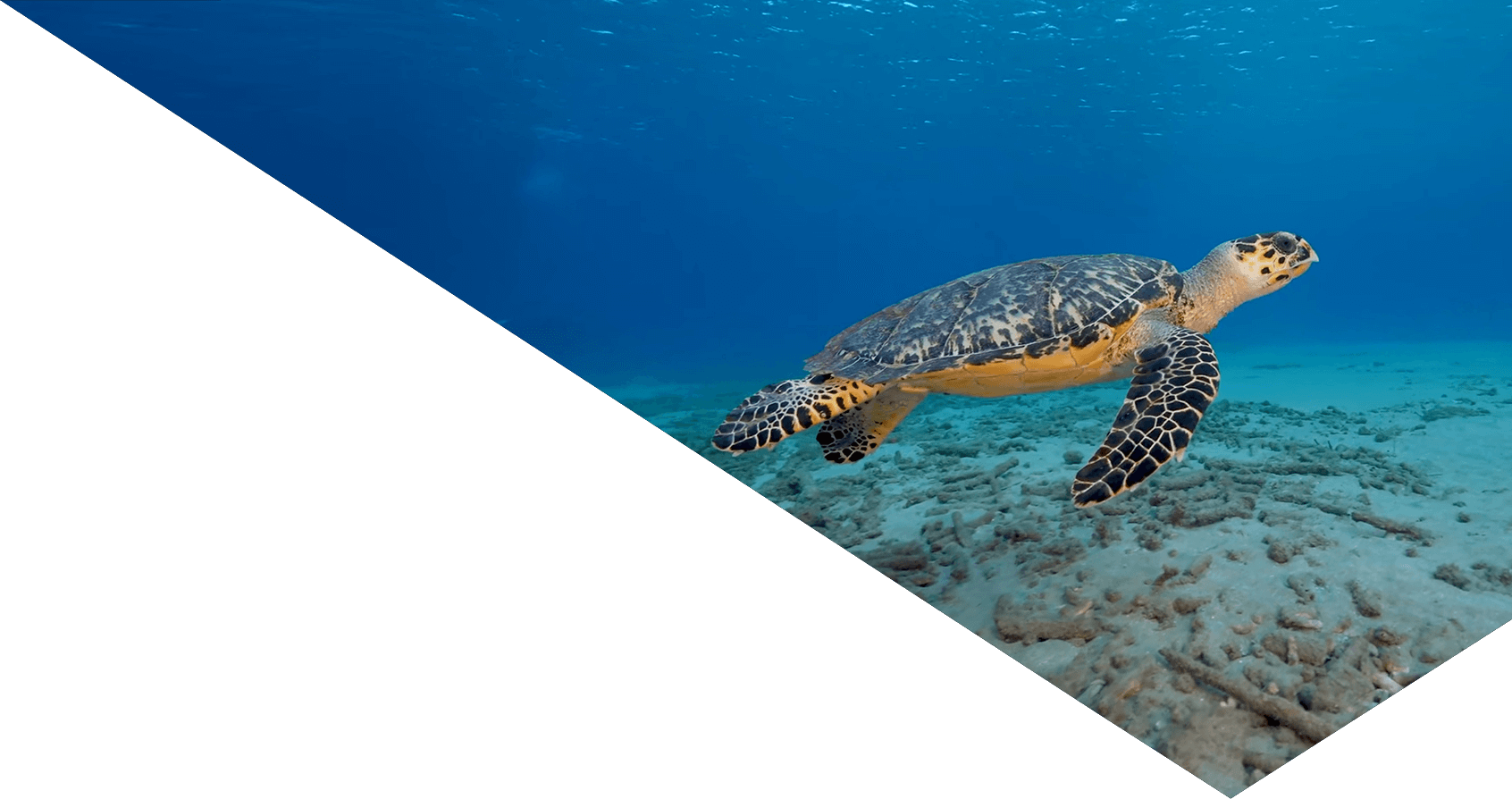 Image showing a sea turtle in the ocean floor