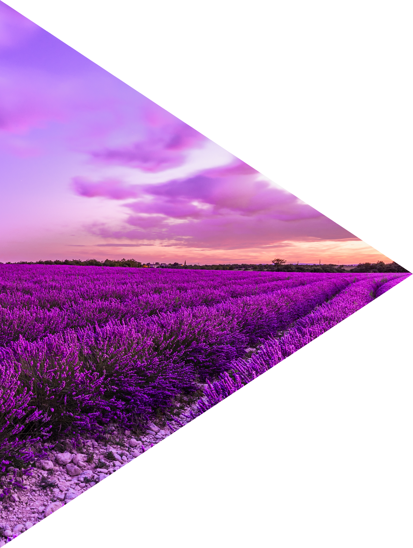 Picturesque colorful floral atmosphere. Beautiful panoramic view French blooming scenic at sunset. Sunset violet lavender flower field in Provence, France, Valensole. Summer nature amazing landscape