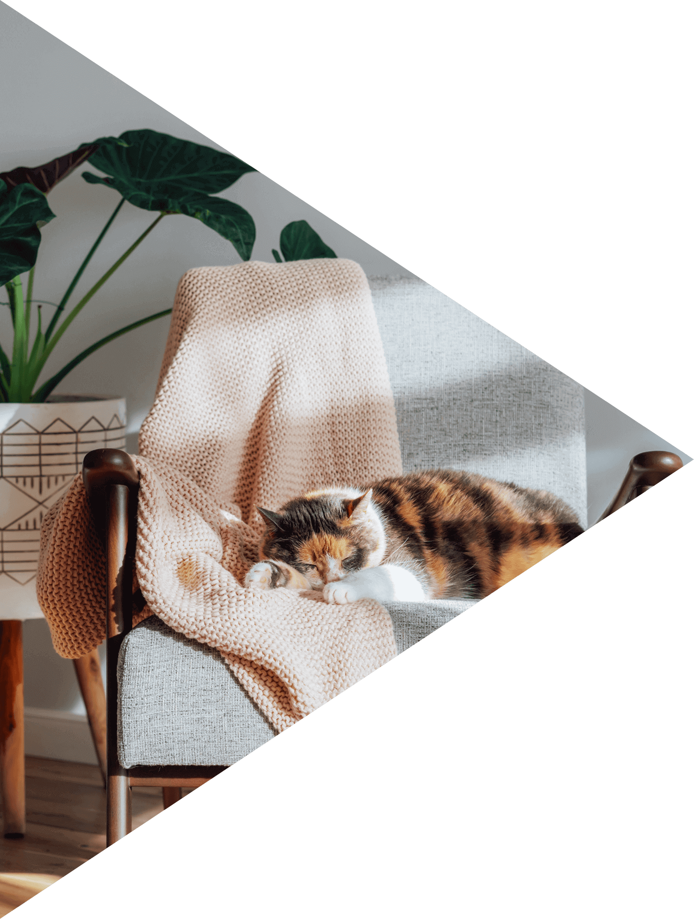 Multicolor cat pet sleeping on retro style armchair in modern scandinavian interior with many green house plants in hard sunlight.