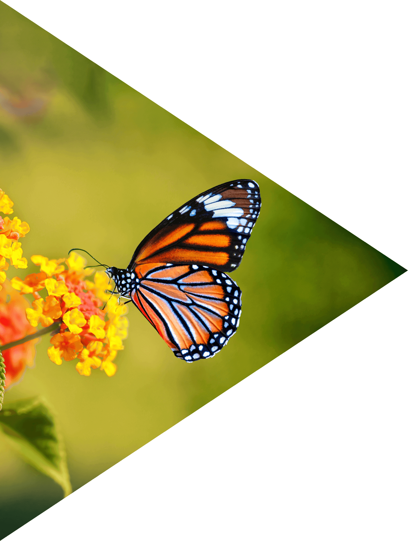 Cose up to a monarch butterfly on a flower