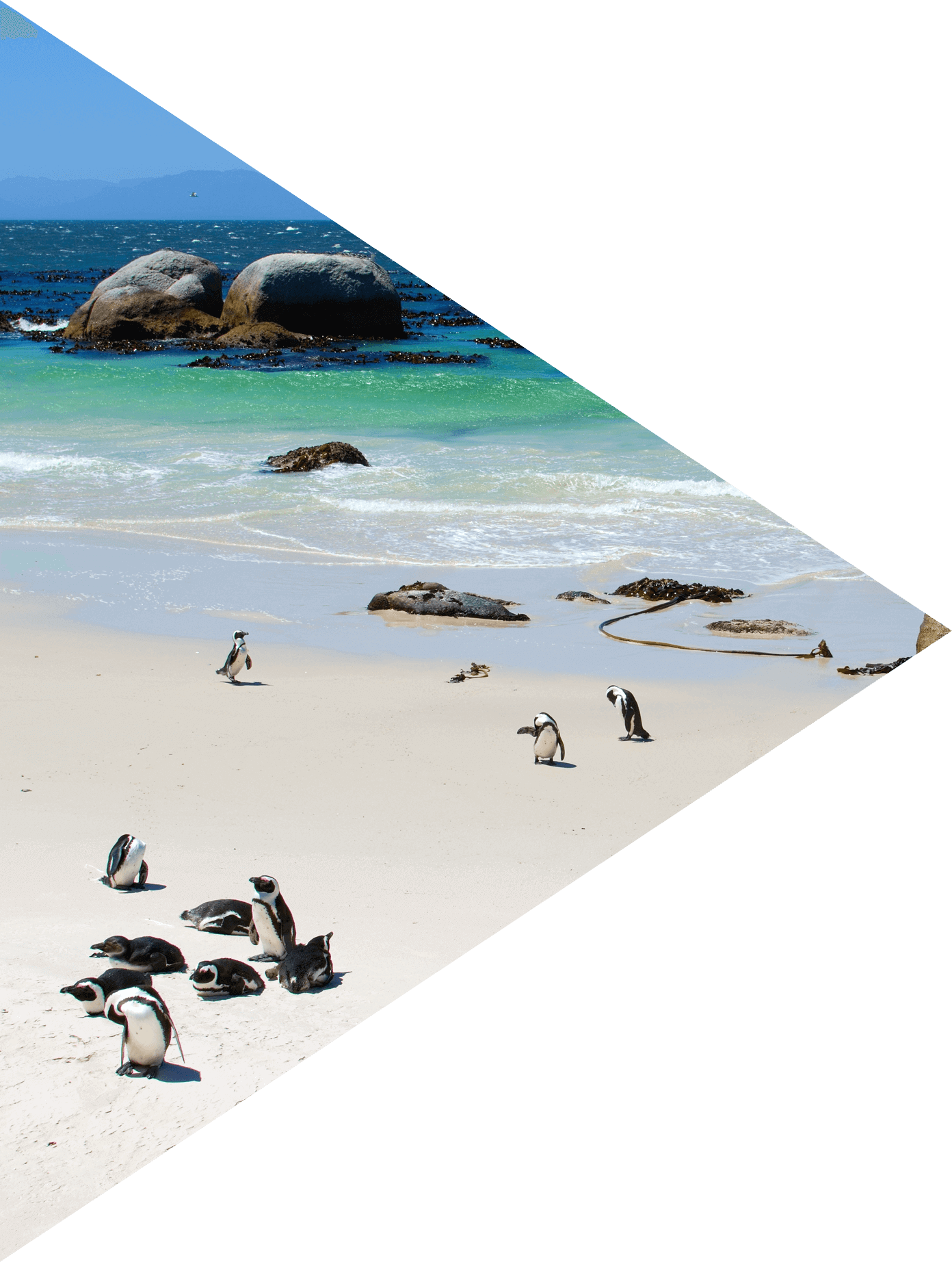 a beach in South Africa with penguins