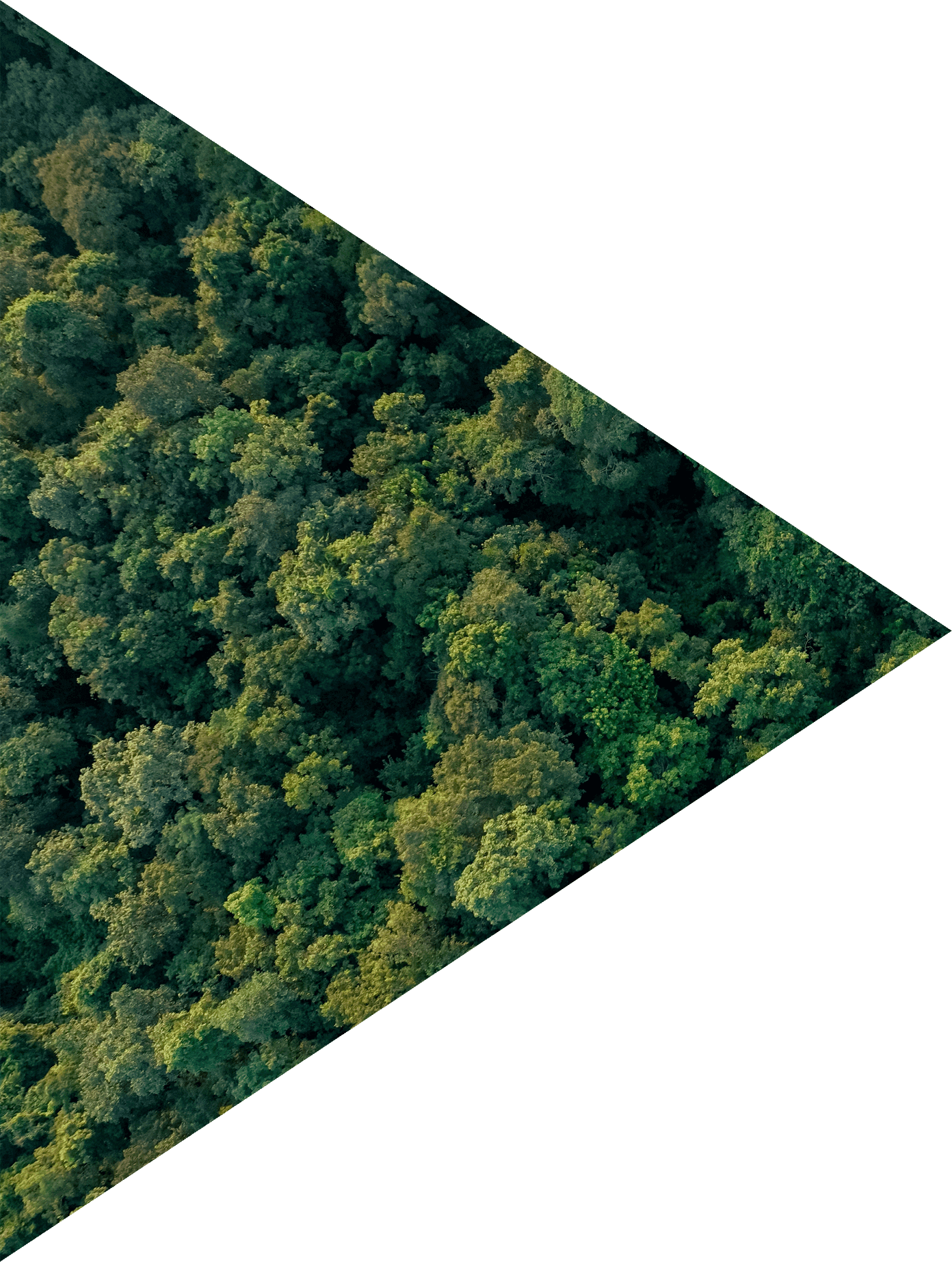 green forest seen from above