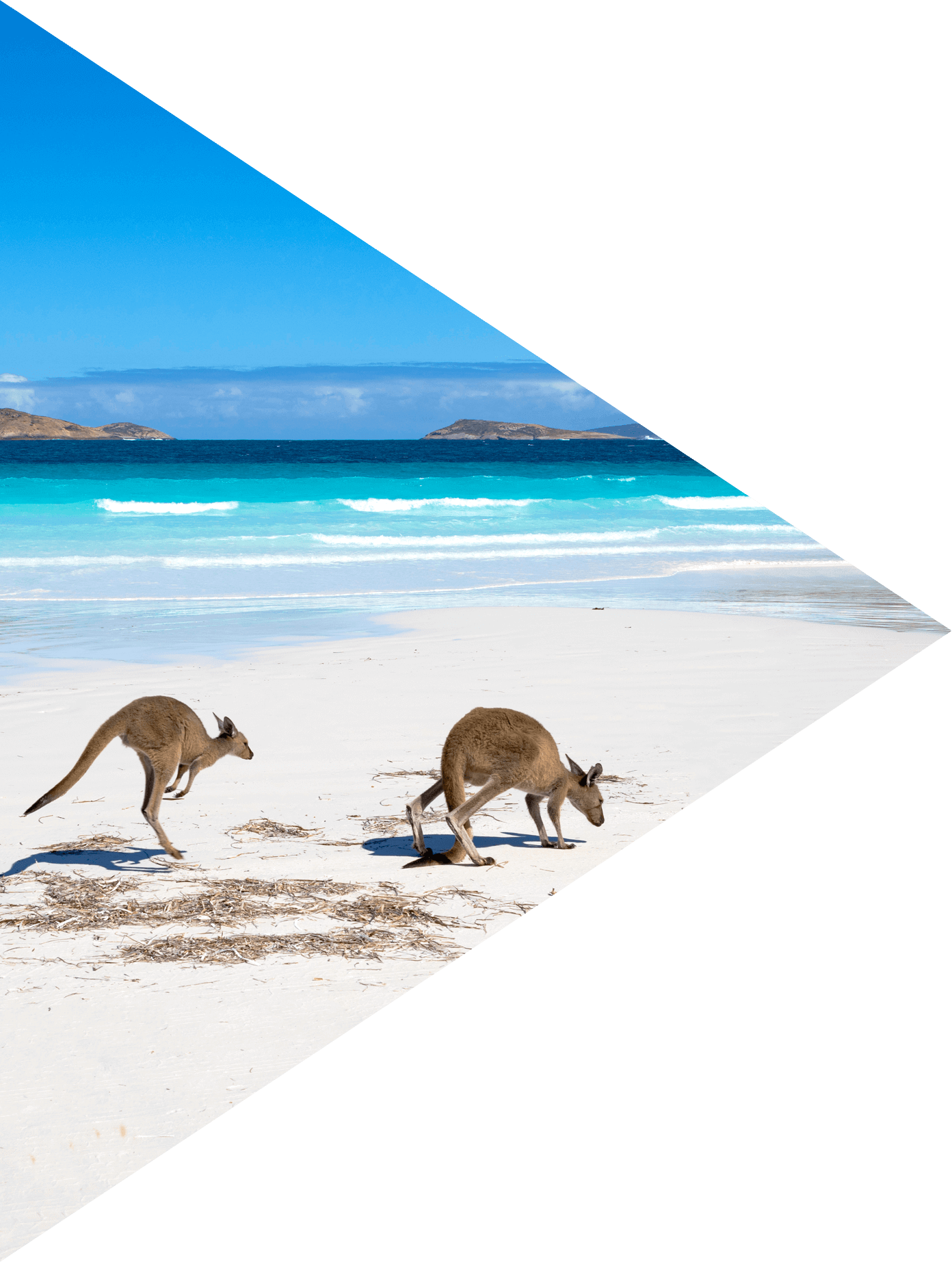 kangaroo family on a beach