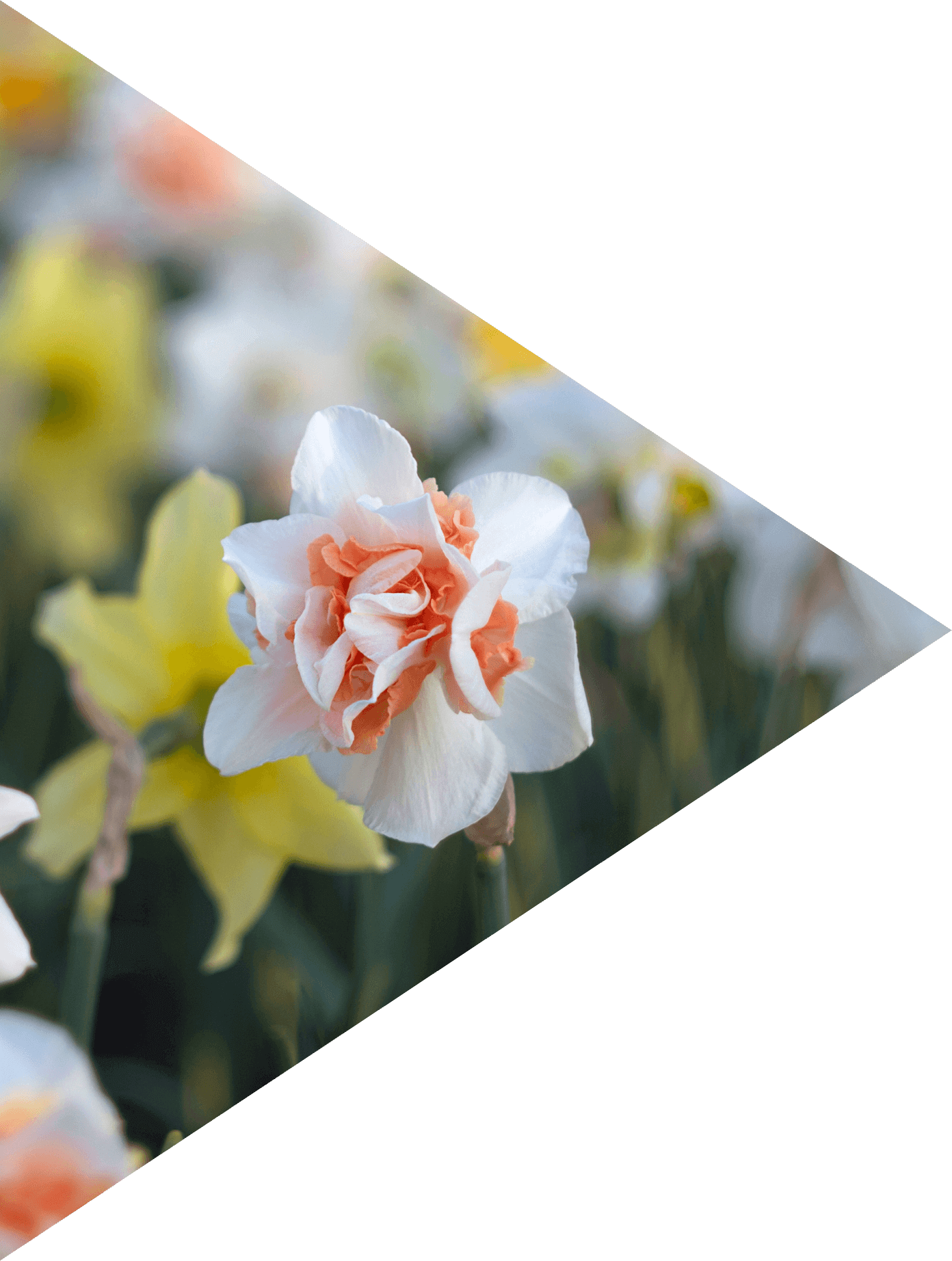 white and orange flower