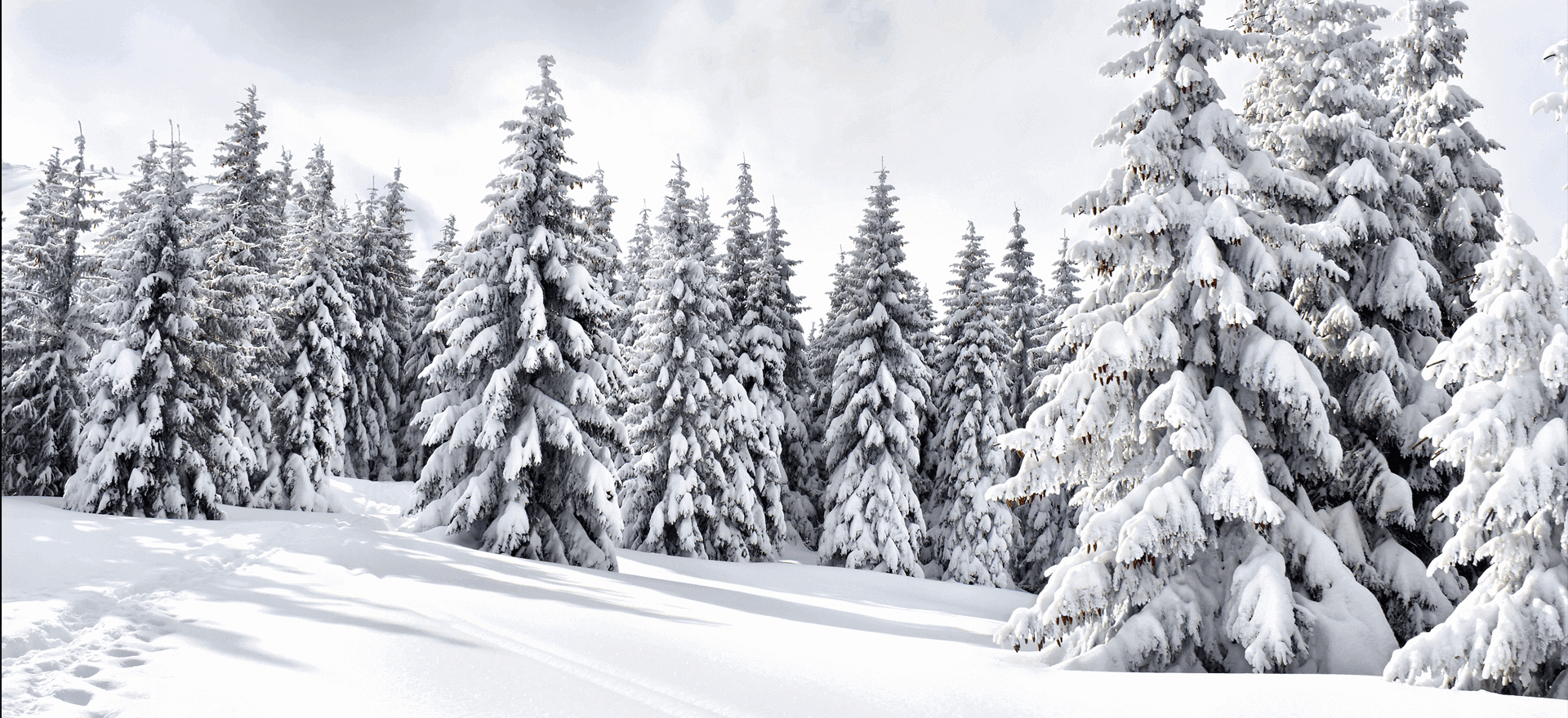 Christmas 2025 and New Year Opening Times