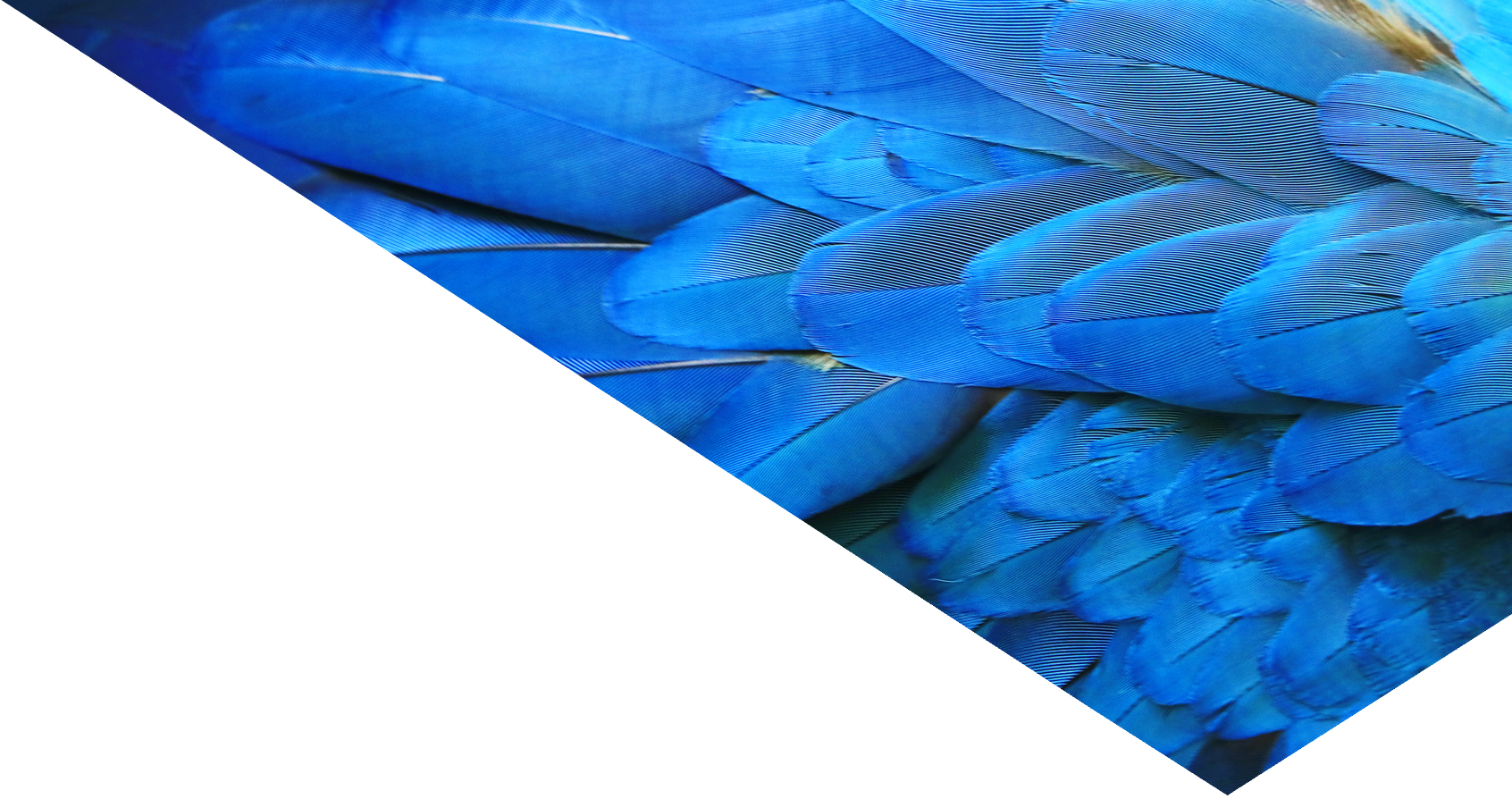 blue feathers