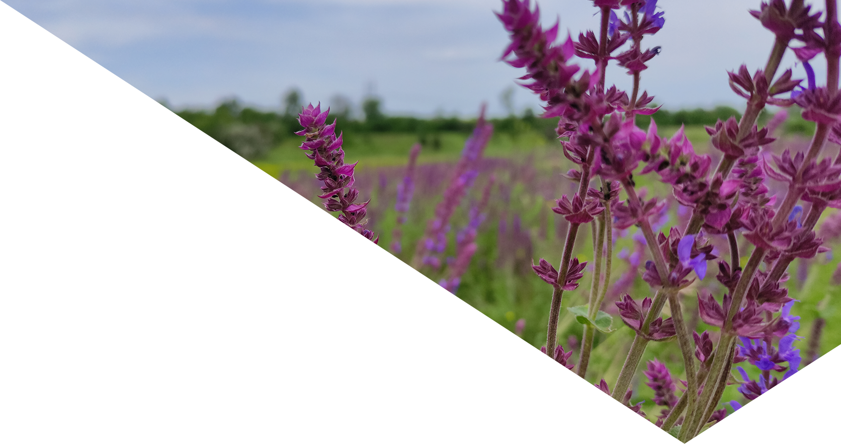 Image showing a close up of a lavender field