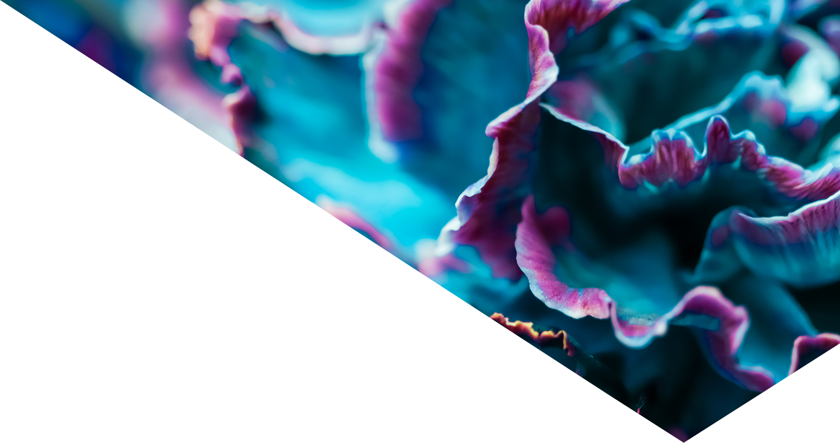 Image showing a close up of some coral