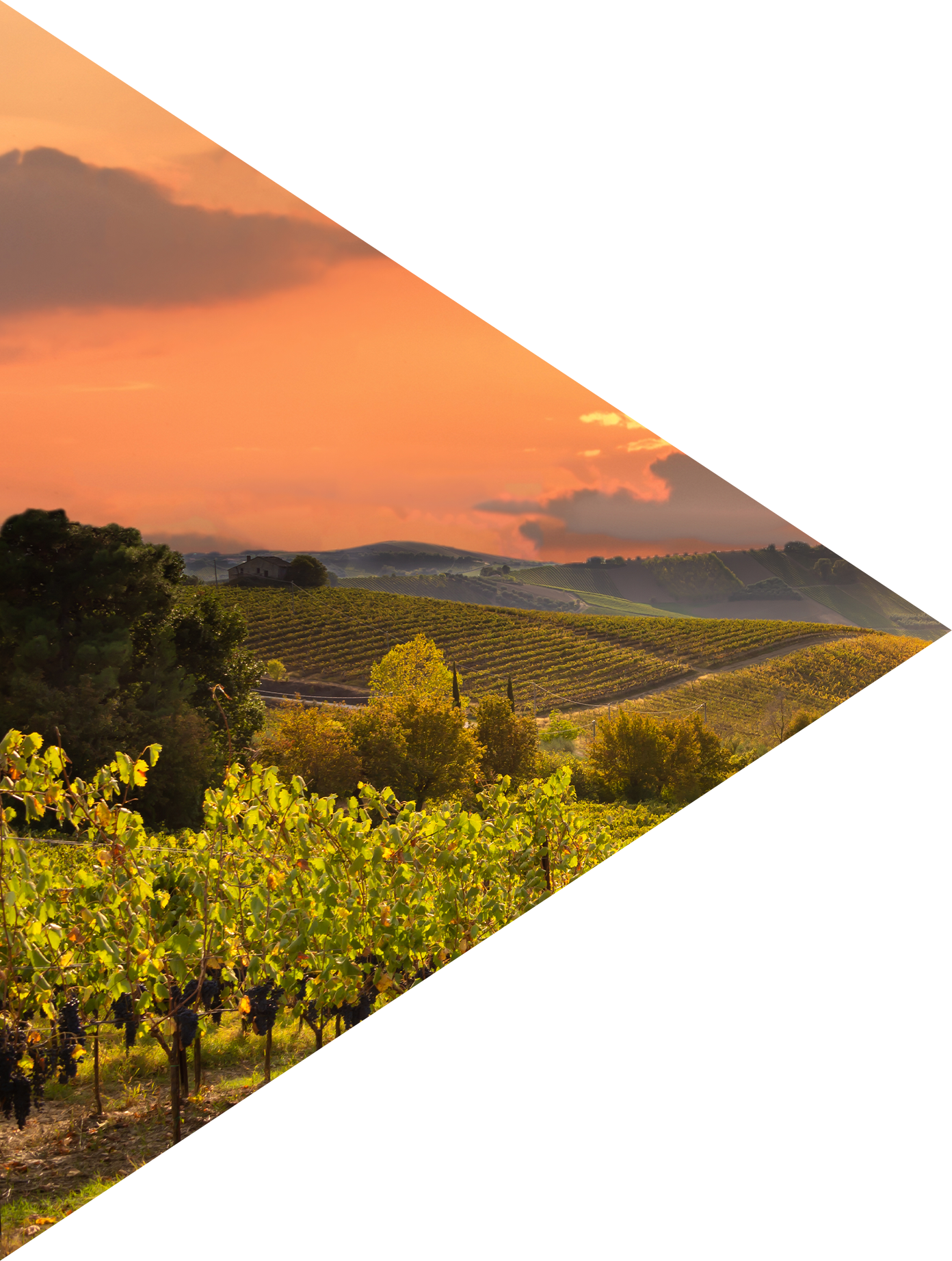 Image showing a vineyard at dusk