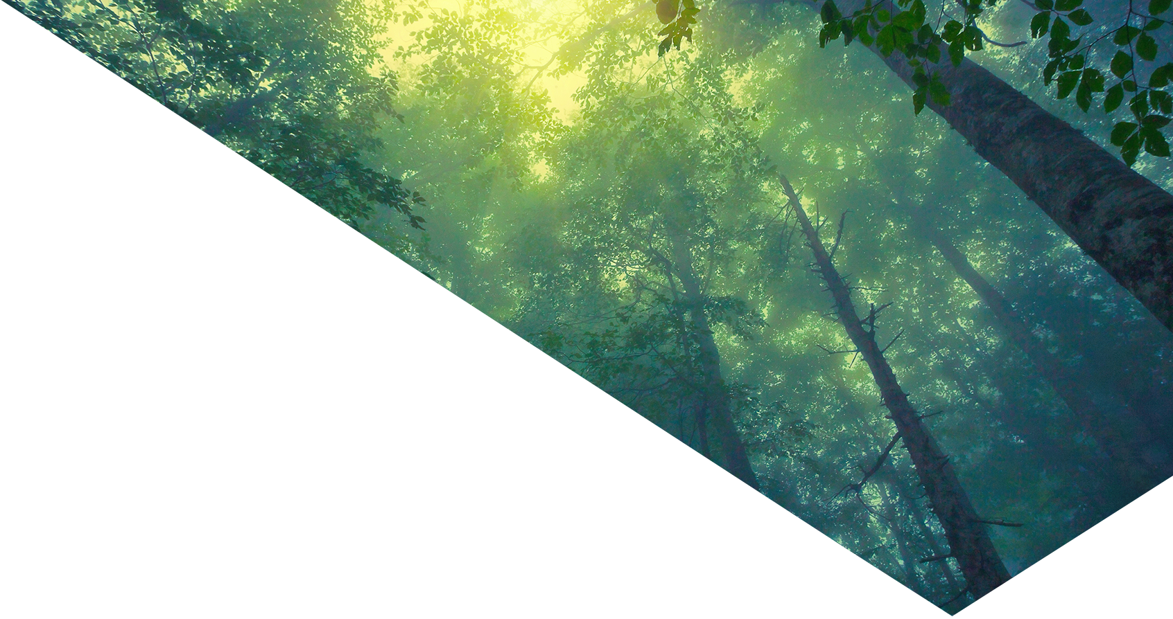 Image showing a forest
