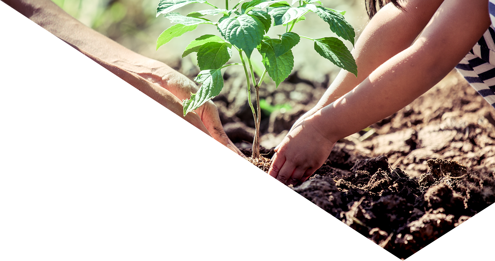 Image showing a close up of a child planting something
