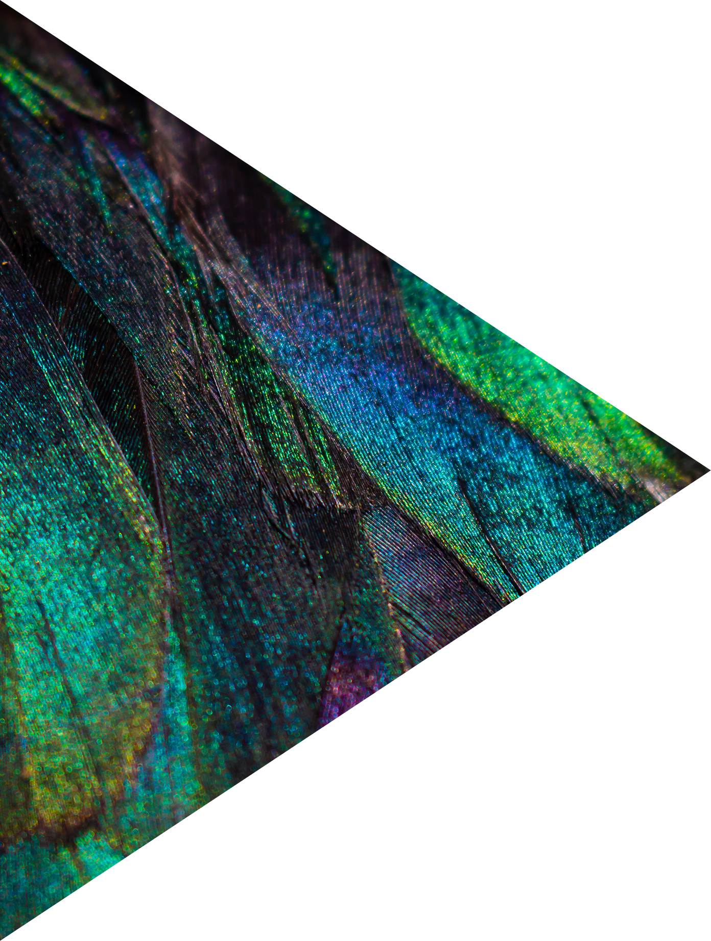 Image showing blue and green feathers.